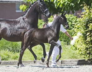 No. 50) Naluciënne STM (Quantensprung x Ampère), out of the sister to KWPN stallions UB40 and Davino V.O.D..