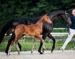All Deluxe (by Don Deluxe x Romantiker) is part of the 2018 Cichon Foal Auction