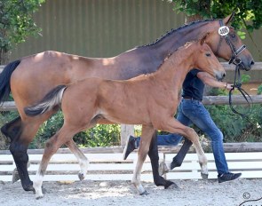 Vito Rubin (by Vitalis x Sir Donnerhall I x Rubinstein) :: Photo © Kiki Beelitz