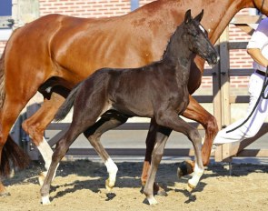 Naz Nyle Texel, best selling dressage foal at the 2018 SELL Foal Auction