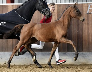 Hesselhøj Vamilja (by Vitalis x Sir Donnerhall II) is part of the 2018 DWB World Cup Foal Auction Collection