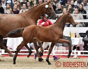 Worres Nina, top seller of the 2018 World Cup Herning Foal Auction :: Photo © Ridehesten