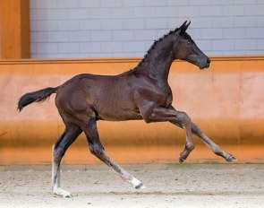 Nashville Boy KS (by Toto Jr x Dream Boy)