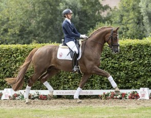 Sir Hubert (by Sir Heinrich x Florestan) :: Photo © Westfalenpferde.de