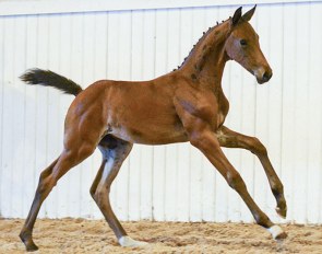 Prelude CML, price highlight of the 2018 Swedish Warmblood Elite Foal Auction