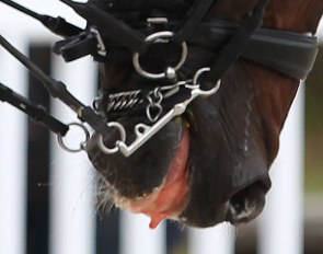 Dressage horse bleeding from the mouth :: Photo © Astrid Appels