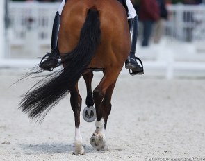 Dressage legs :: Photo © Astrid Appels