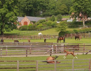 Mares and foals in the field :: Photo © Astrid Appels