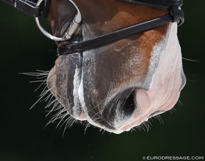 Vibrissae on the muzzle :: Photo © Astrid Appels