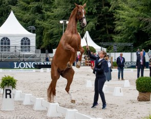 Isabell Werth's Bella Rose is up in the air at the horse inspection for the 2019 European Dressage Championships :: Photo © Lily Forado