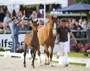 Top foals in Exclusive Collection at 2019 EDS-Prinsenstad Auction