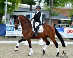 Ballando (by Benicio x Le Primeur) is one of the horses, who is going to the United States. Among many great results, he got a top placing at the 2019 German Bundeschampionat with Eva  :: Photo © Equitaris