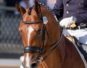 Hudson M (by Cadans M x Tuschinski), Grand Prix hopeful for Dawn White-O'Connor :: Photo © Lily Forado