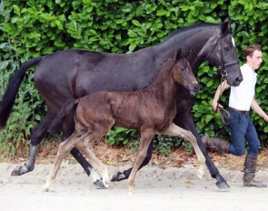 LOT 3 - Colt by Secret x Negro