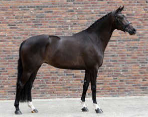 Midamorka in the KWPN Online Auction for 3-year olds
