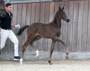 Future Nightshadow by Franklin/Sir Donnerhall I, bred by Camilla Daugberg. Recently awarded best dressage filly in Danish Warmblood, region 6.