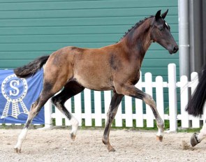 Touch of Royalty (by Total Hope x Danciano x Rohdiamant)
