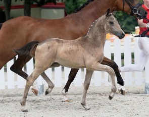 Ava Gold KE (by A new Star x Cosmopolitan D) 