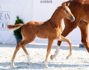 Viviana G (by Vitalis x Quaterback x Longchamp)