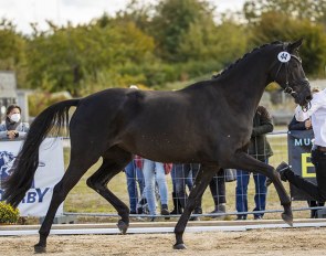 Helia (by Millennium) received the top price of the mares collection. She sold for  105,000 euro :: Foto: Stefan Lafrentz)
