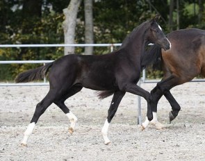 Janiro Planett (by Janeiro Platinum x Blue Hors Romanov x Leandro)