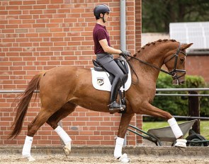 Carlos Caetano and Vanity Fair training at home in Germany :: Photo © private