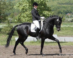 Anke Simon and Rocky Lee (sire of Revolution) at the 2012 CDN Lienen :: Photo © LL-foto