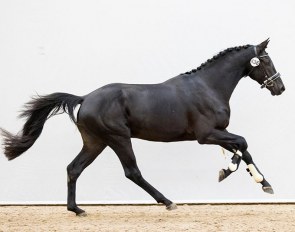 Niger (by Glock's Toto Jr x Jazz) in the 2020 KWPN Online Stallion Collection