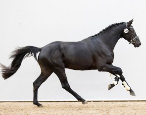 Niger (by Glock's Toto Jr x Jazz) in the 2020 KWPN Online Stallion Collection