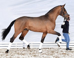 Valverdo (by Valverde out of Farosa PS/Simply Fine, the bronze medalist at the national Championships for young horses)