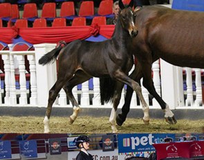 Total Recall at the 2012 Oldenburg Elite Auction and competing with Heran in Australia in 2020