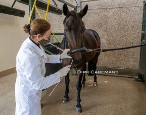 Nasal swab for EHV-1 test on a horse at the Equine Clinic in Moerbeke-Waas in Belgium :: Photo © Dirk Caremans