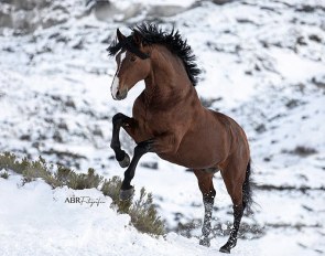 Horse happiness :: Photo © Afonso Bordallo Rodrigues