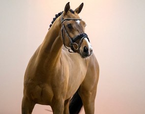 Nilano (by Dream Boy x Jazz) in the 2021 Excellent Dressage Sales