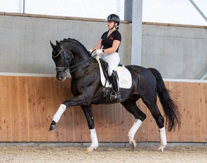 Surprice (by Sir Donnerhall x Prince Thatch xx)