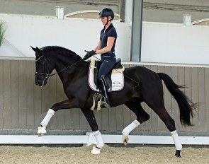 Black Amour, a 3-year old Westfalian stallion by Baccardi x San Amour x Florencio