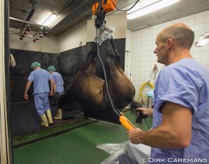 Veterinarians getting a horse ready for surgery :: Photo © Dirk Caremans