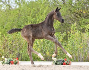 Total Amour (by Total Hope x San Amour) moves to Denmark