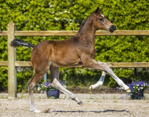 Revano (by For Ferrero x Charmeur x Krack C x Columbus)