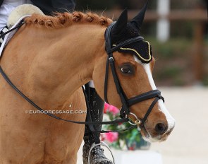 Carlsson, here at his CDI debut in 2013. Eight years later and now aged 23 he is still competing at international FEI pony level :: Photo © Astrid Appels