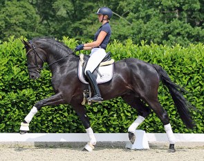 Brilliant (by Baccardi x Samarant)  was in the collection for the 2020 Ruscher-Konermann Online Auction