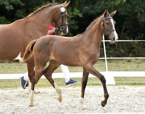 Danish warmblood filly by Iron x Goldfinger VDT at the 2021 Danish warmblood foal show