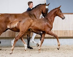 Ragazzo S (s.Mac Madison), bred out of the full sister of the Inter II dressage horse Something Else S