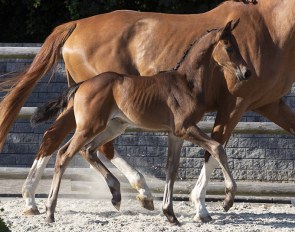 Sugar Ray (#17), bred by Jovian-Bon Bravour-Carano