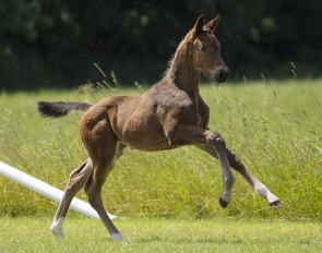 Royal Domein (by Mowgli x Zambuka)
