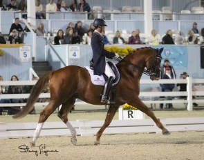 Michael Bragdell and Qredit Hilltop in the short Grand Prix on Friday at the 2021 CDI-W Devon :: Photo © Stacy Lynne Photography