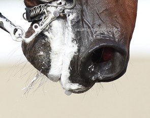 Marshmallow fluff put in practise at the 2021 European Dressage Championships for seniors and U25 riders in Hagen :: Photo © Astrid Appels