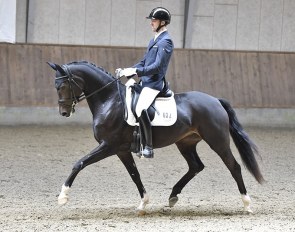 Lars Svarre Krogsgaard on his home bred 6-year old Danish warmblood Svarres Bellevue (by For Romance x Ferro)