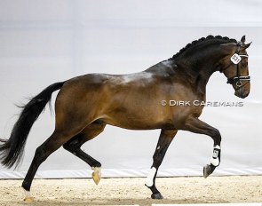 Olympus VDT (s.Romanov Blue Hors), half-brother to auction top seller My Toto VDT (s. GLOCK’s Toto Jr.)