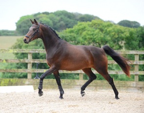 Breed your future champion with the stallion and mare of your choice!
